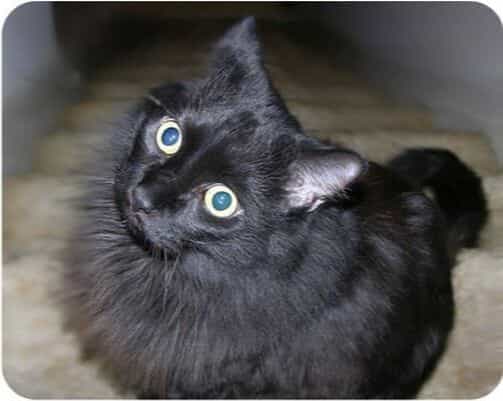 image of Bilbo- black cat with blue eyes